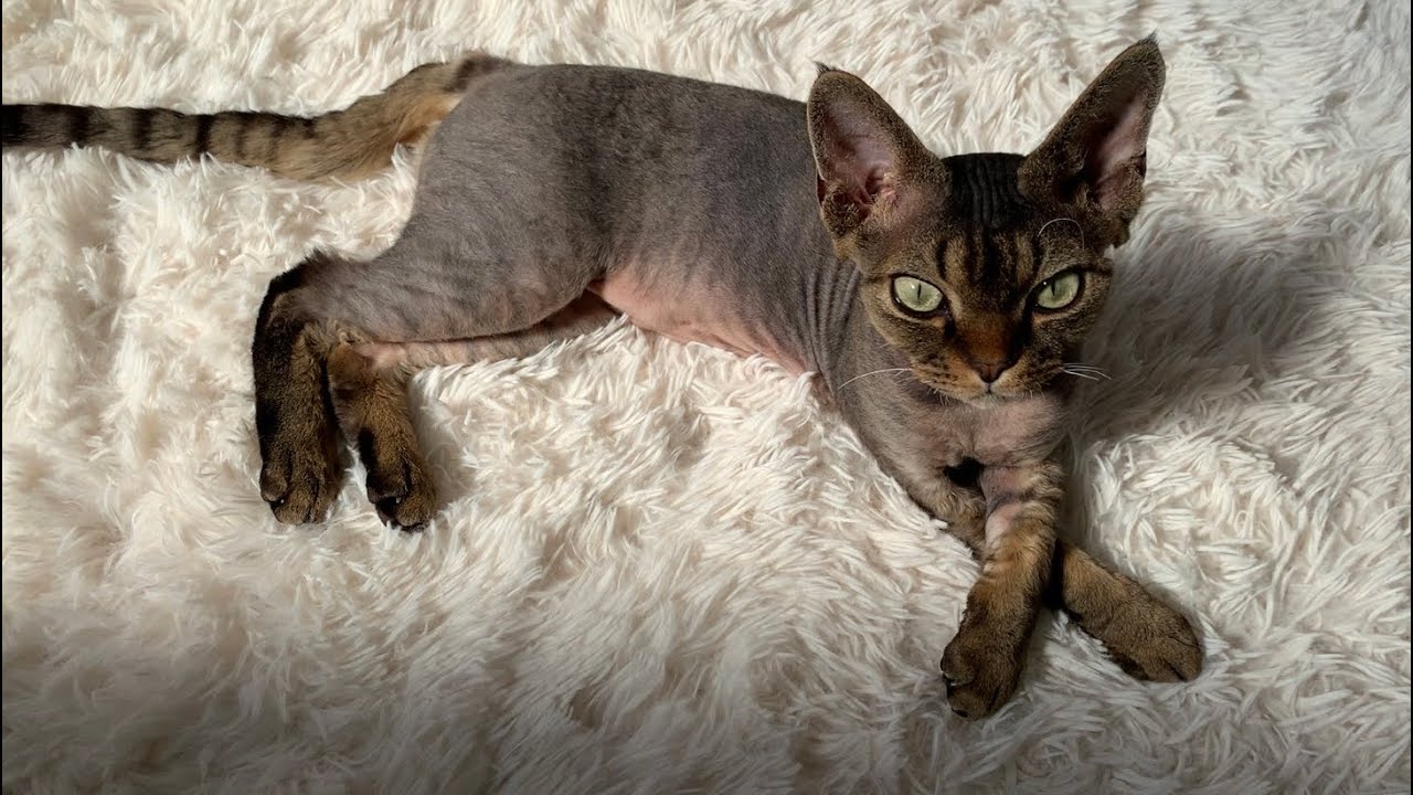 デボンレックス子猫をなでなでしたら甘噛みされました(Devon Rex kitten bites my fingers gently while he is lying on a carpet)