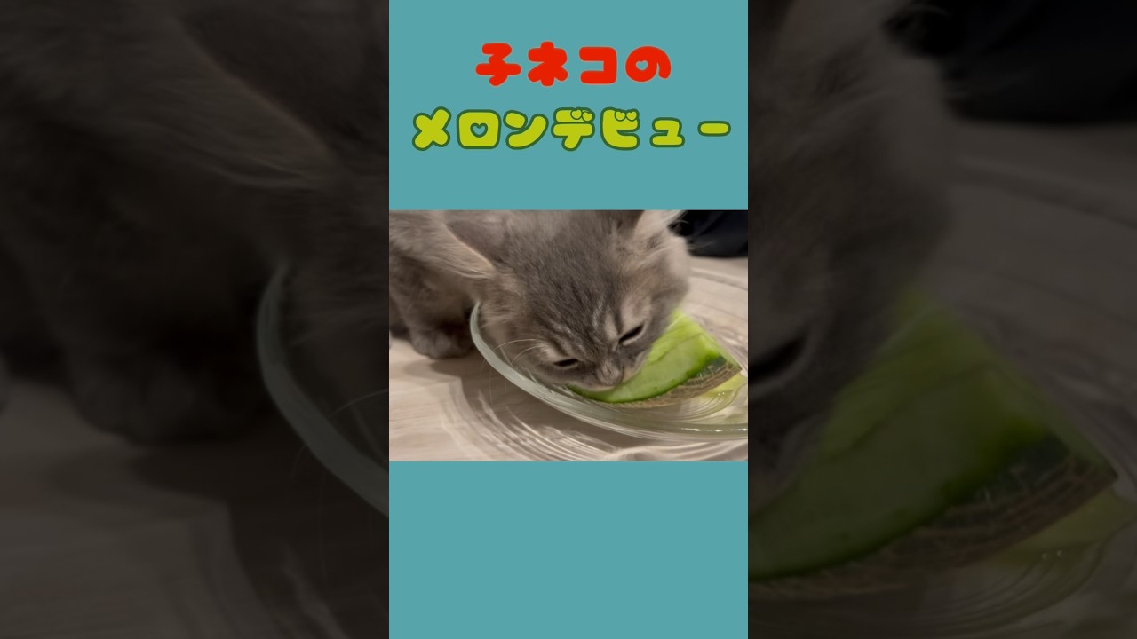 初めてメロンを食べた結果・・・ #子猫 #おすすめ #かわいい #つまみちゃん #ラガマフィン #猫 #cat #ねこのいる生活 #shorts