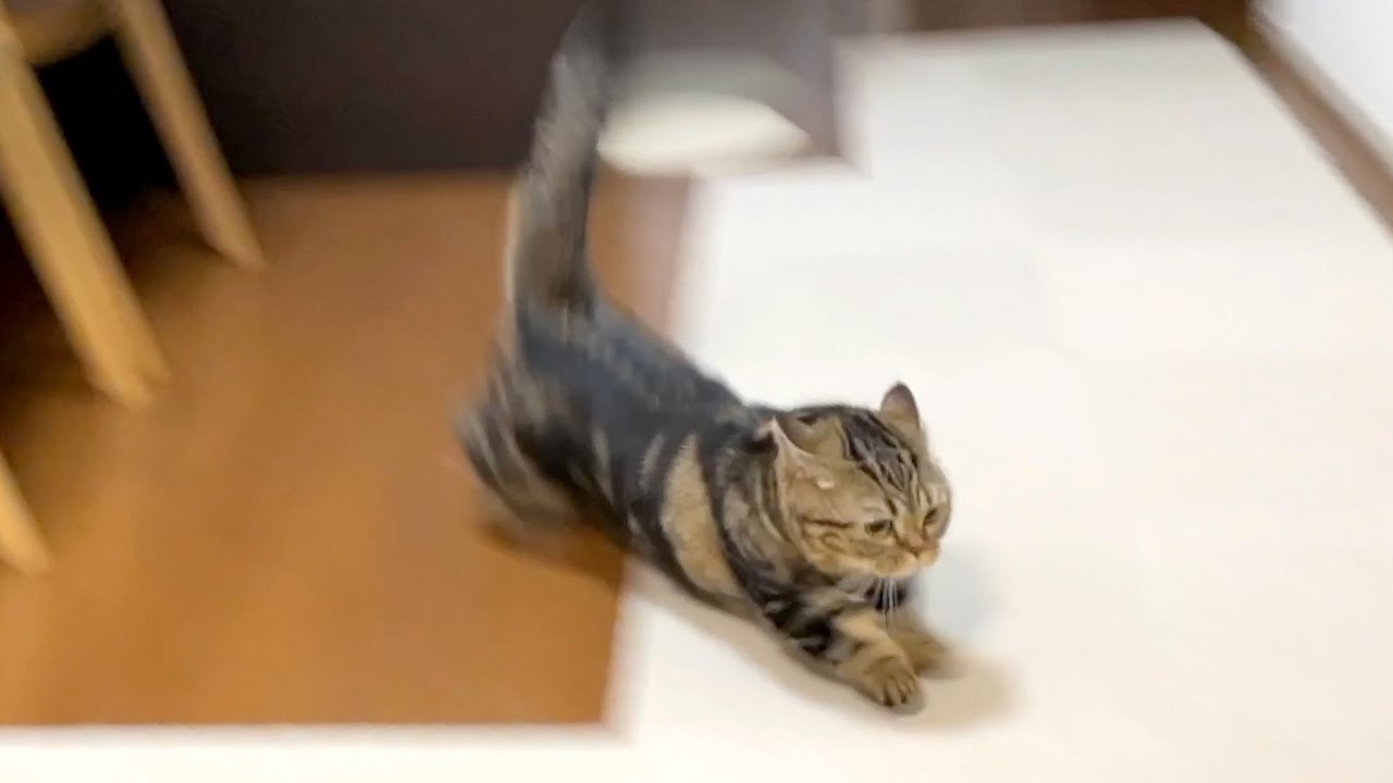 ツンデレのメルと甘々なプリン