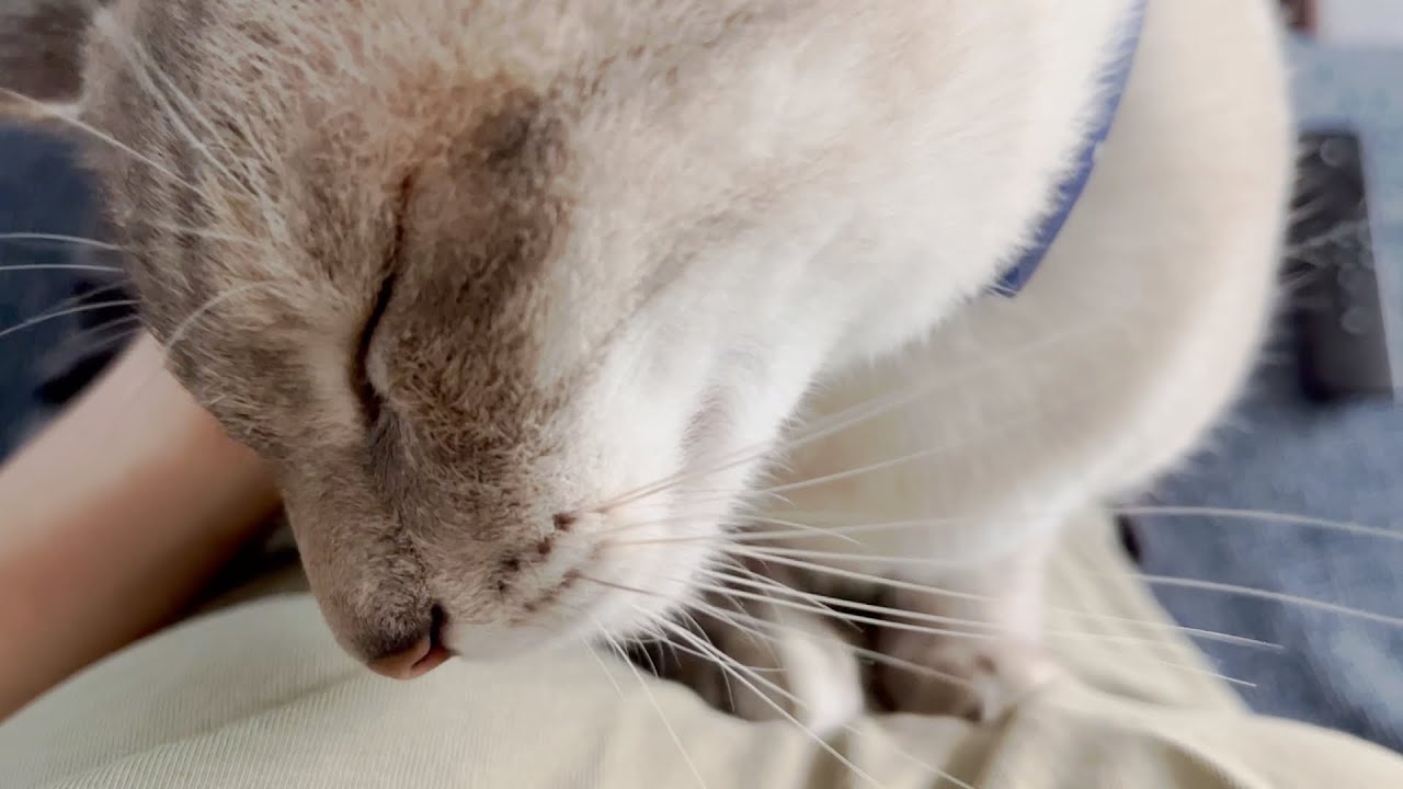 【甘えられ視点】ベッタベタに甘えるおしゃべり美猫