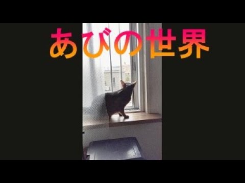ネコ動画あび＃1934　あびの毎日　アビシニアン　あび