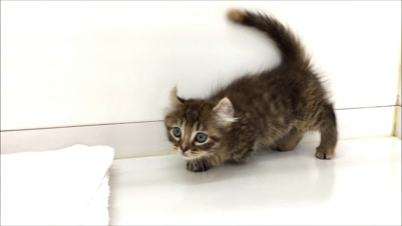 とっても珍しいキンカローの赤ちゃんです♪