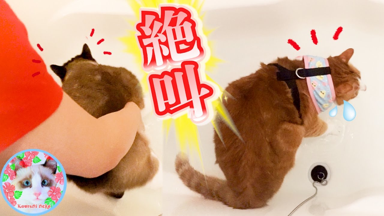 初めて湯船に入れられた猫たちはこうなりました Cats in a bathtub
