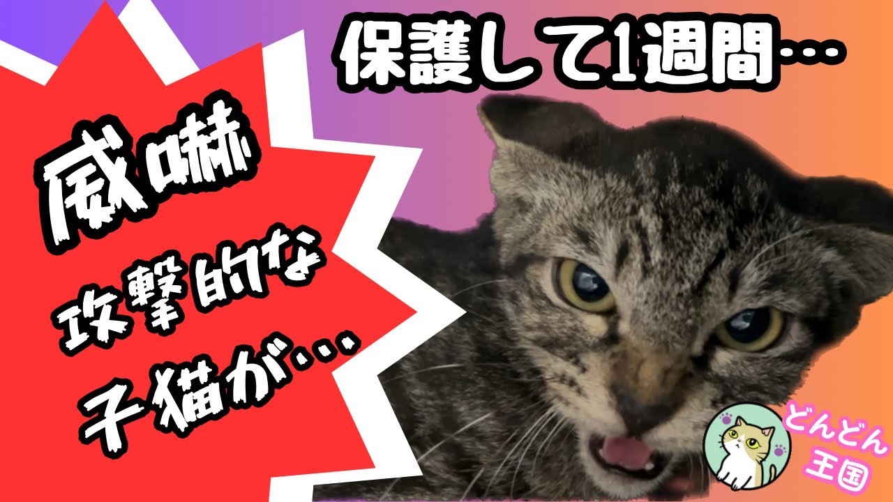 軒下にいた子猫を保護して1週間…威嚇し攻撃的な子をお世話します！が…