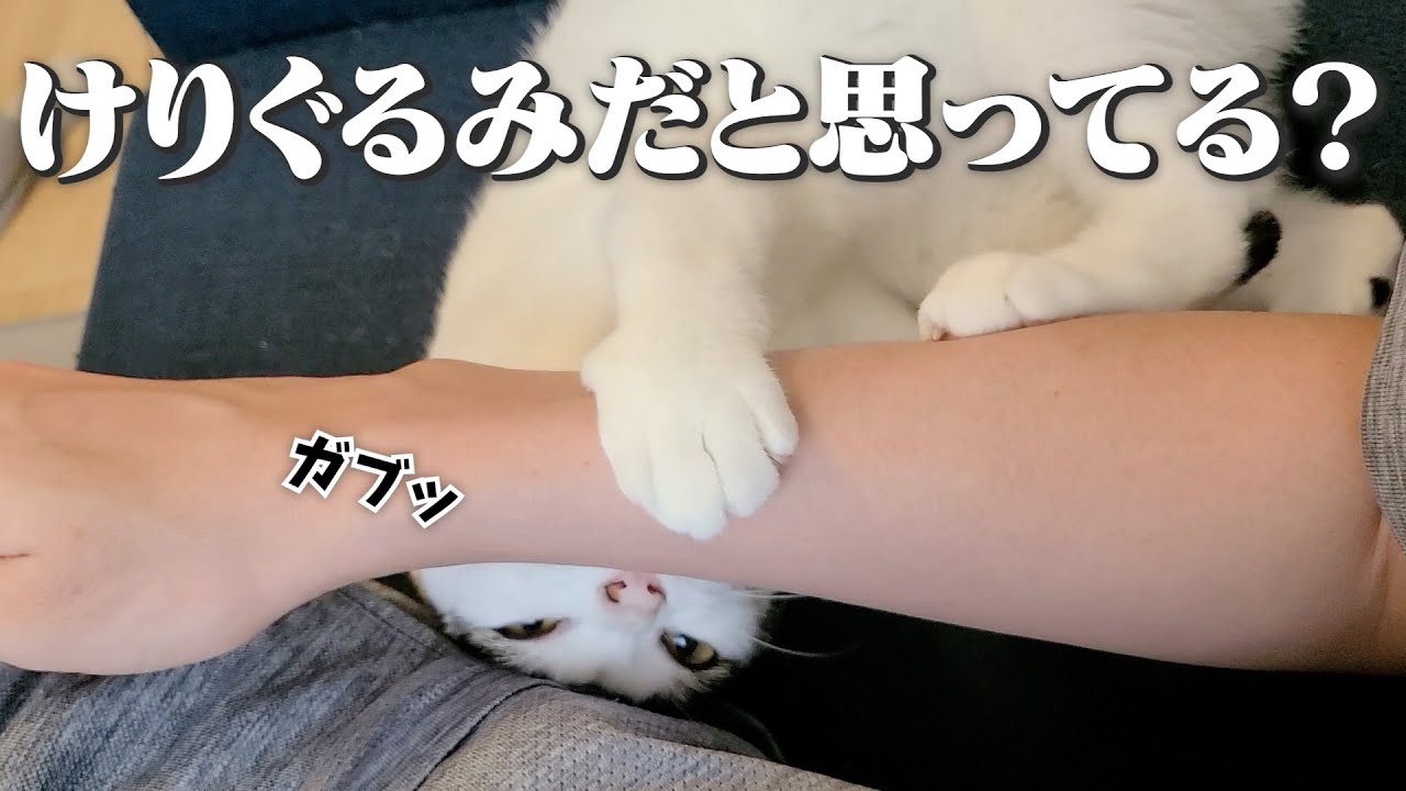 痛いより可愛いが勝る｜寝ぼけて飼い主の腕をけりぐるみだと勘違いしちゃった猫