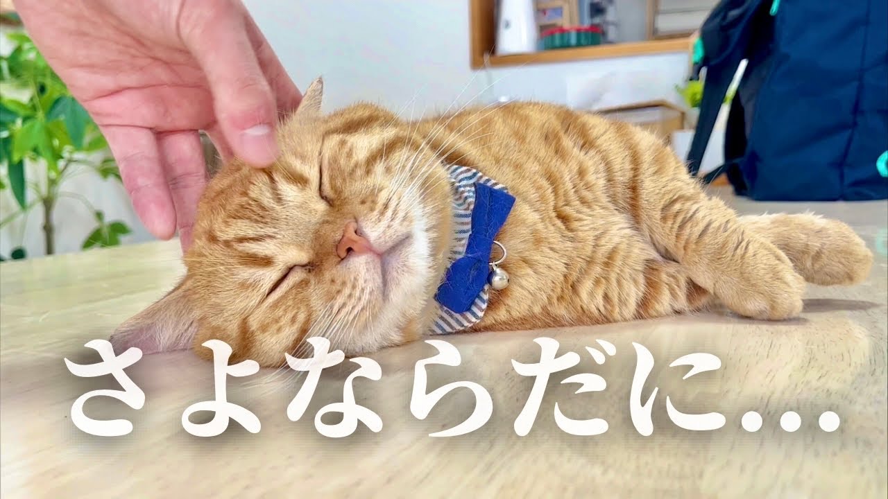 にぃにとのしばしお別れ... #猫 #マンチカン