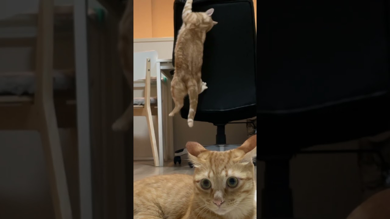 次男ぷうちゃん面白シーンまとめww　#shorts #funny  #猫 #吾猫