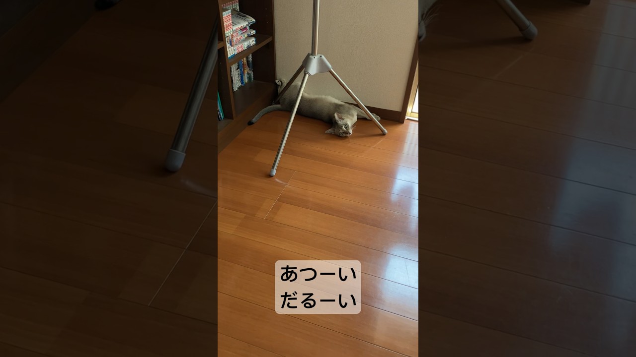 部屋の片隅で変な体勢をとりながら、何かを訴えるシンガプーラ