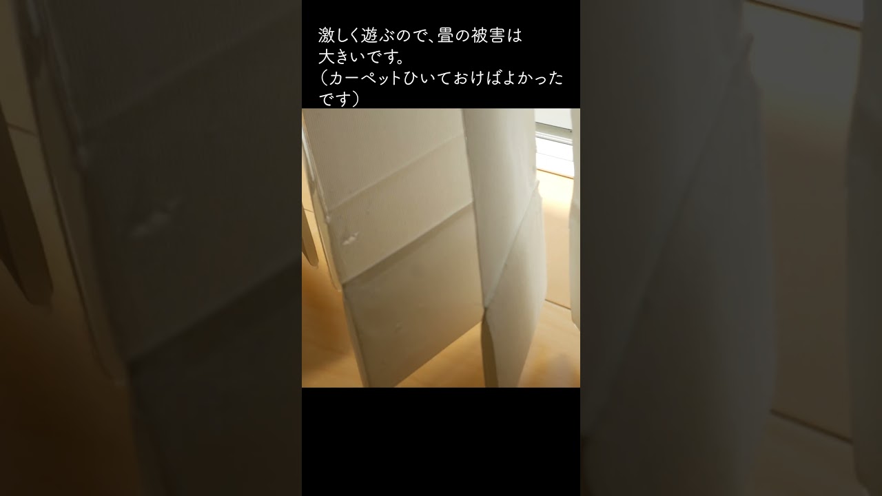 子猫のいたずら大公開中・・・それでも可愛い♡#シンガプーラ#子猫#shorts