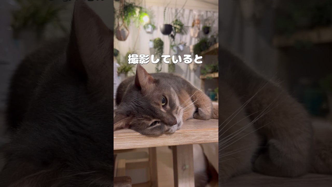 意識している猫 #shorts #猫動画 #アビシニアン #cat #まな猫