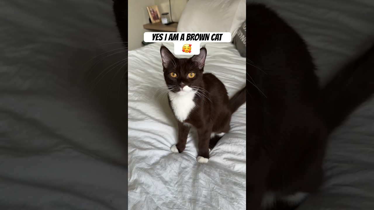 Brown Cat! #browncat #cat #tuxedocat #shorts #short #catshorts #catlover #catlife