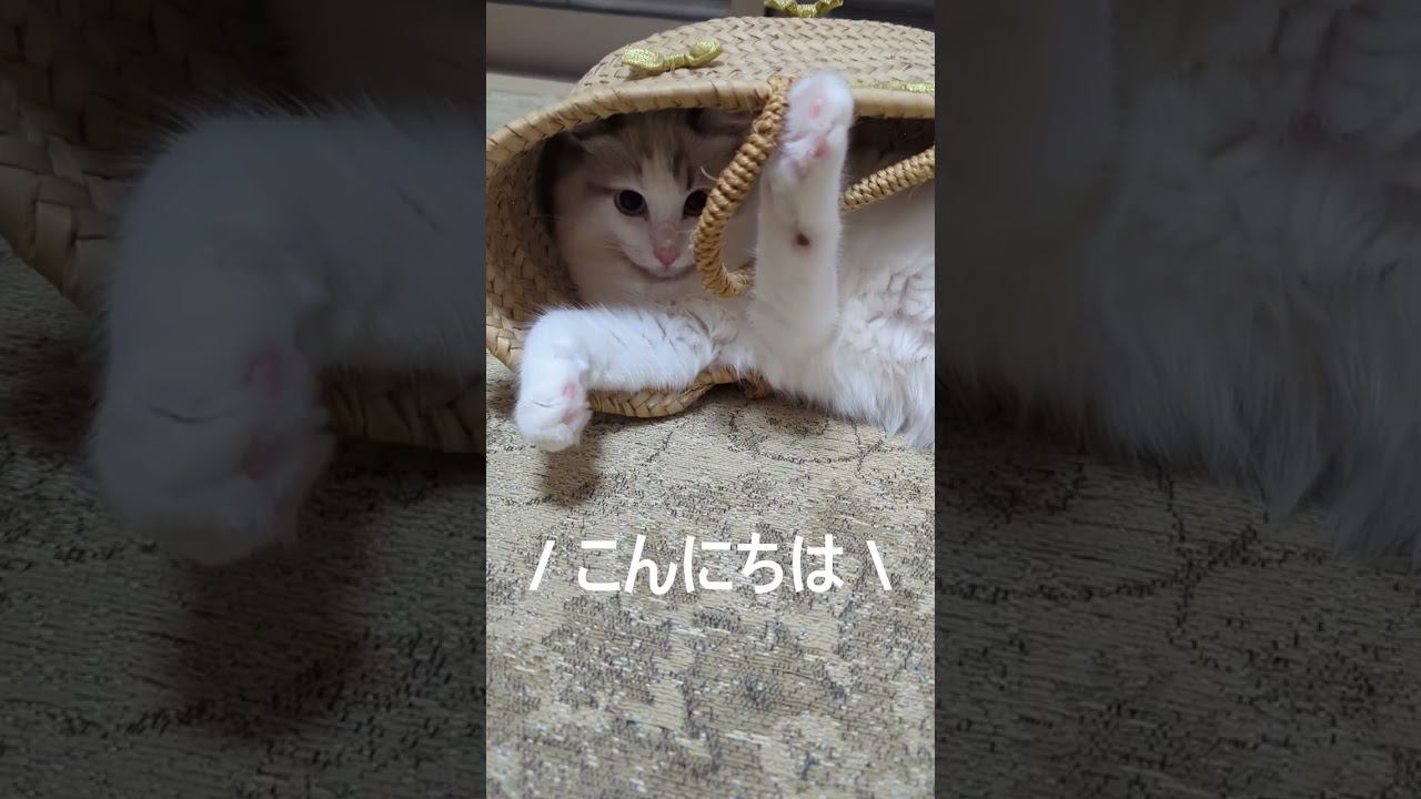 子猫の可愛い遊び #ラグドール #ragdoll #こねこ #kitty #ブルーポイントバイカラー #猫