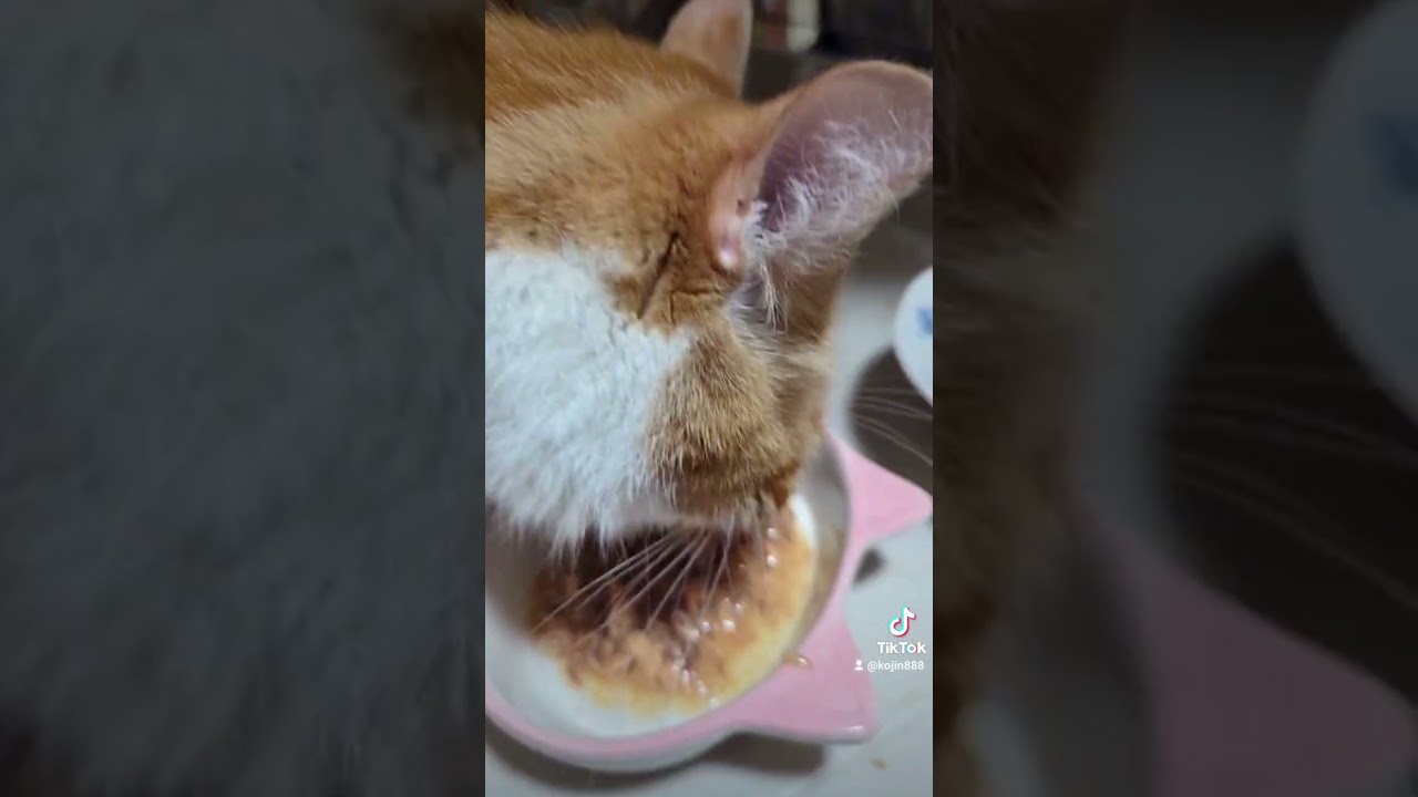 8/2ねこさんの晩餐会（´・ω・`） #cat #ねこ #マンチカン #アビシニアン #キジトラ #猫 #短足マンチカン #cute #abyssinian #短足