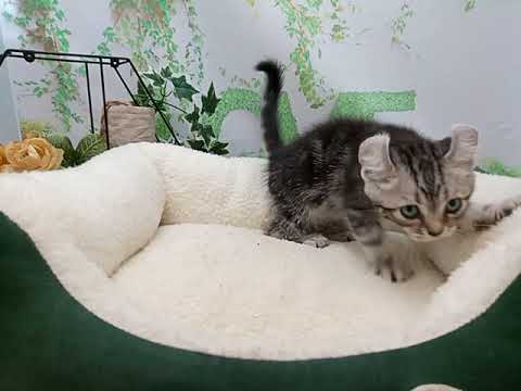 644609 アメリカンカール