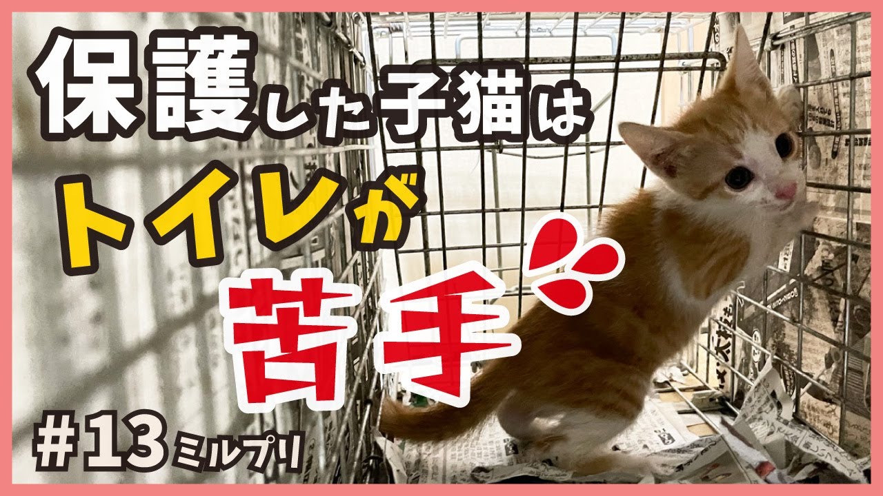 【猫 おもらし】保護したパッツン前髪・可愛い子猫の唯一の欠点…アイドル子猫の新生活を大公開！【アイドル猫・ミルプリ13】/ cute kittens are idols