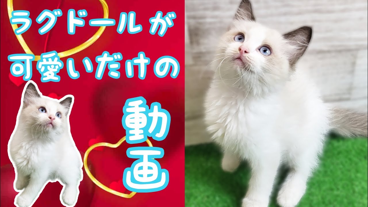 ラグドール・子猫【Mitten府中店】