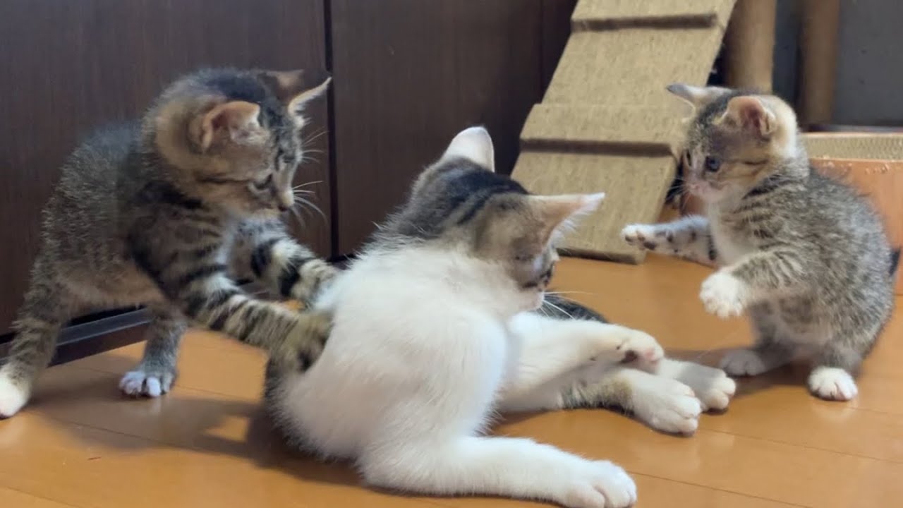生後三ヶ月の子猫に生後一ヶ月の子猫の子守りをお願いしてみた