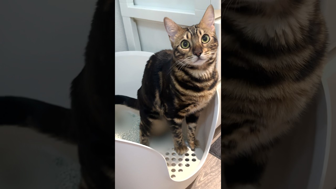 なぜいつもそうなるんだ！？w #shorts #ベンガル #ねこりる