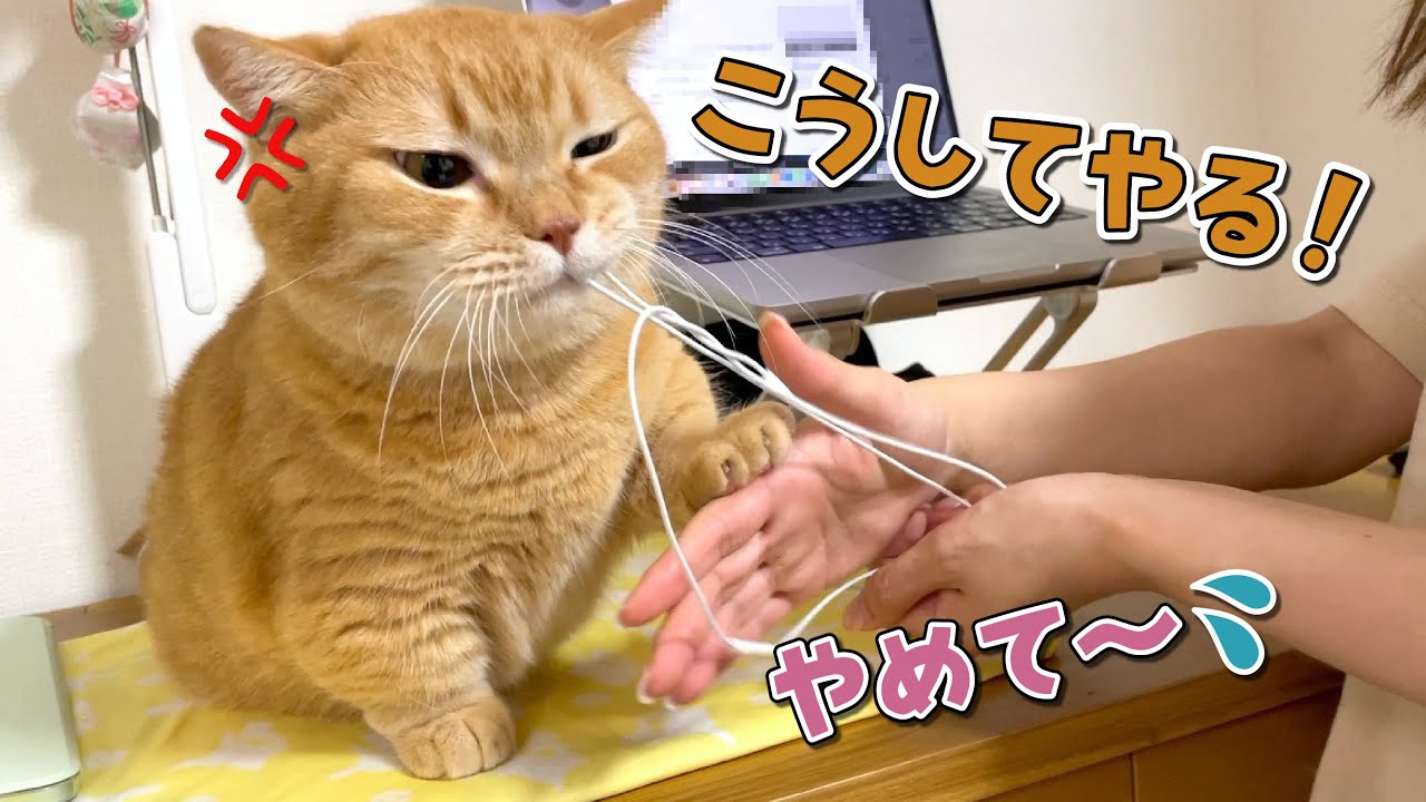 休日に仕事していたら怒った愛猫にじゃまされちゃいました…