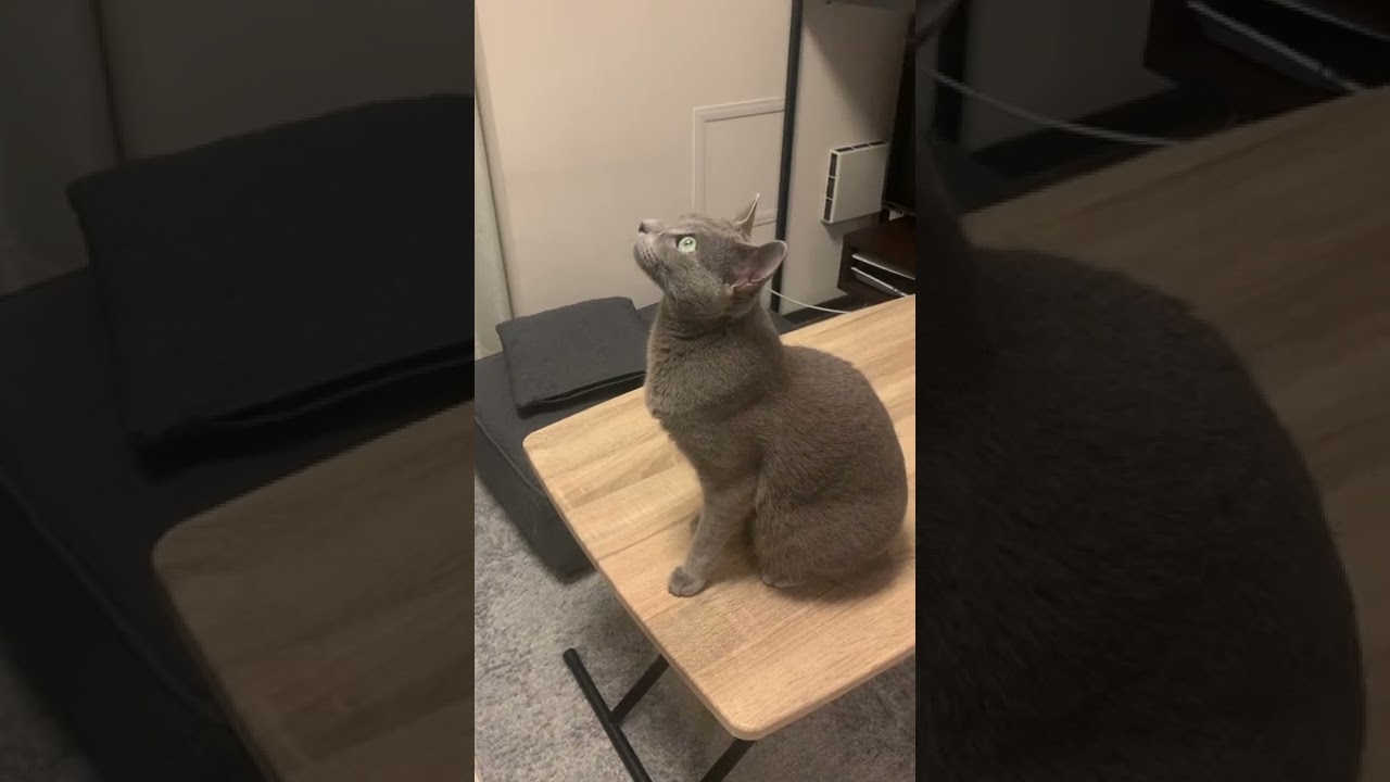 天井にてんとう虫がいる