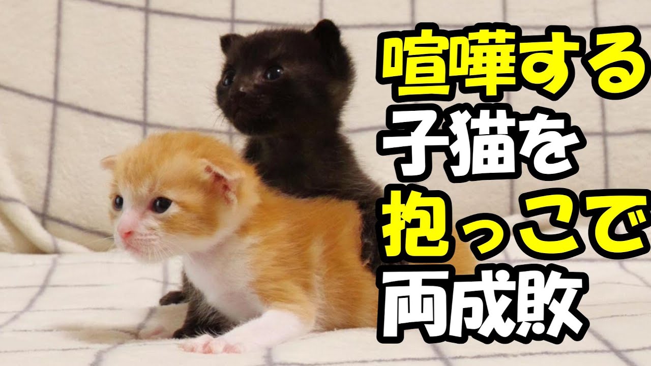 喧嘩する子猫をママが抱っこで両成敗【赤ちゃん猫　保護猫】
