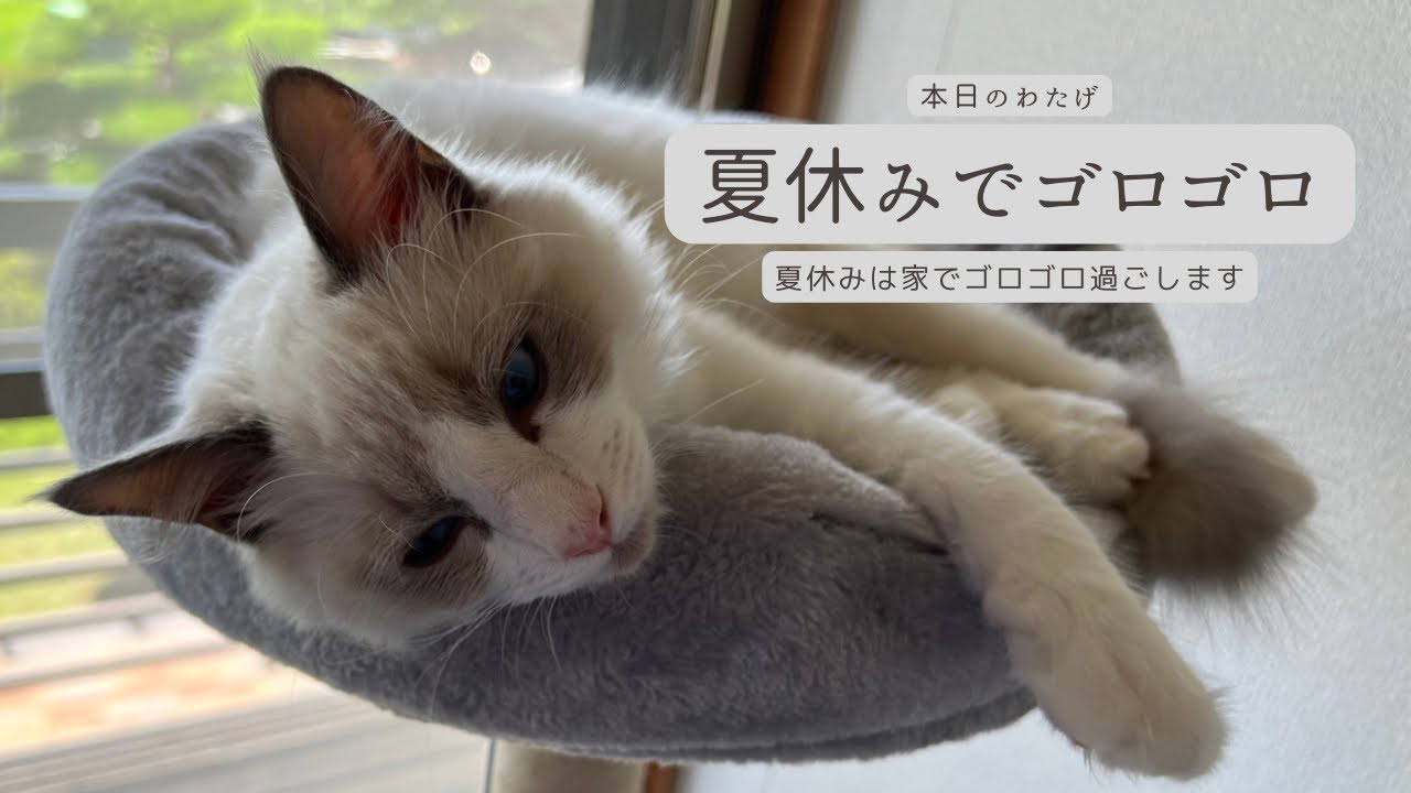 【ラグドールのわたげ】夏休みに入り一日中ごろごろする猫