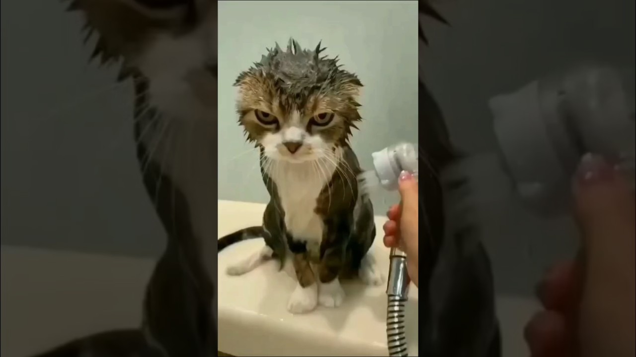 Discover How Cats Say Sorry in Their Unique Language #cat #shorts