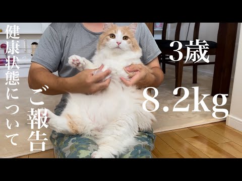 8.2kg！ノルウェージャン3歳の健康状態についてご報告