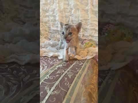 シンガプーラ セーブルティックドタビー（ショート）の女の子♡