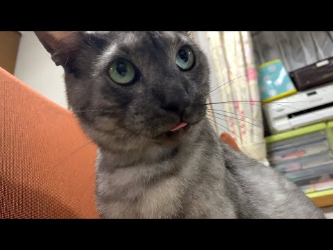 【猫/かわいい】急にあざとくなる末っ子猫