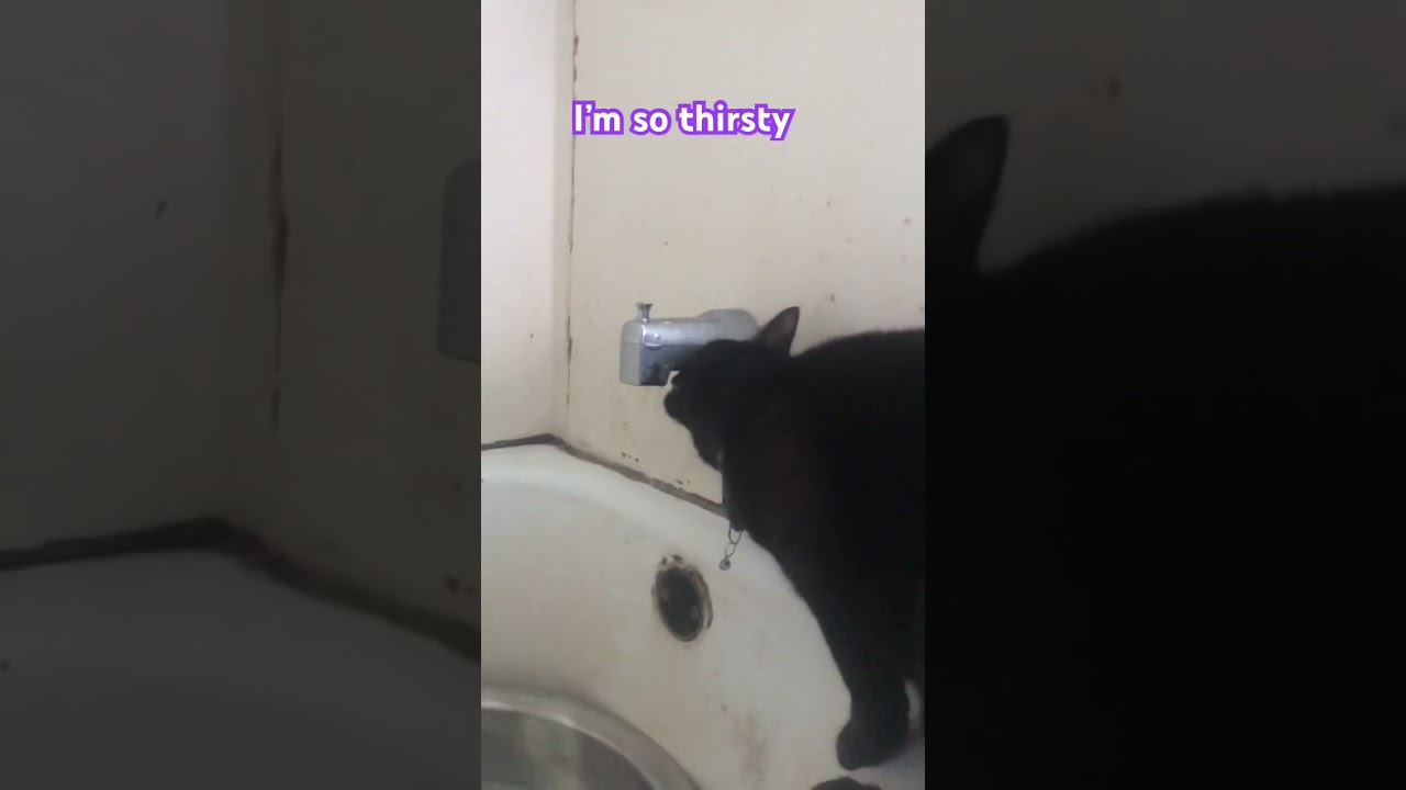 Thirty cat #foryou #cat