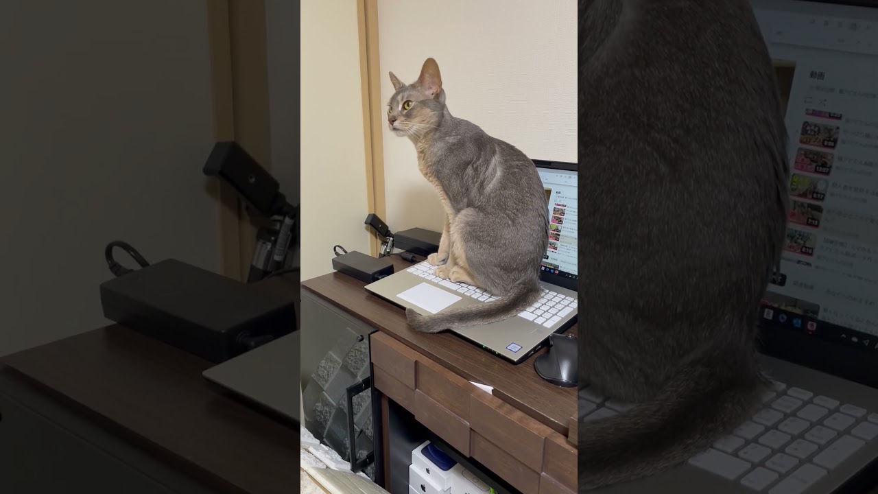 猫を飼った人の末路 #shorts #猫 #アビシニアン