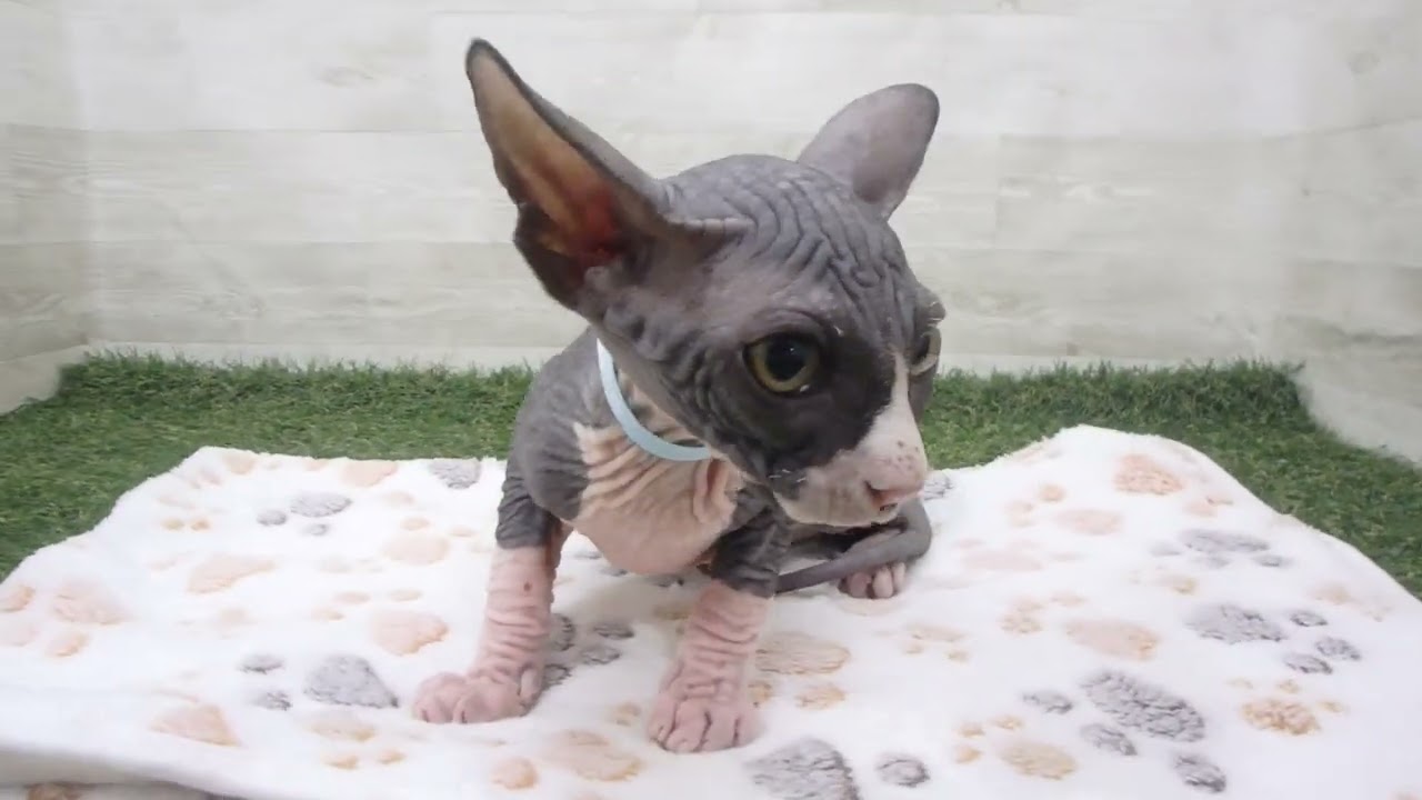 00596144 スフィンクス