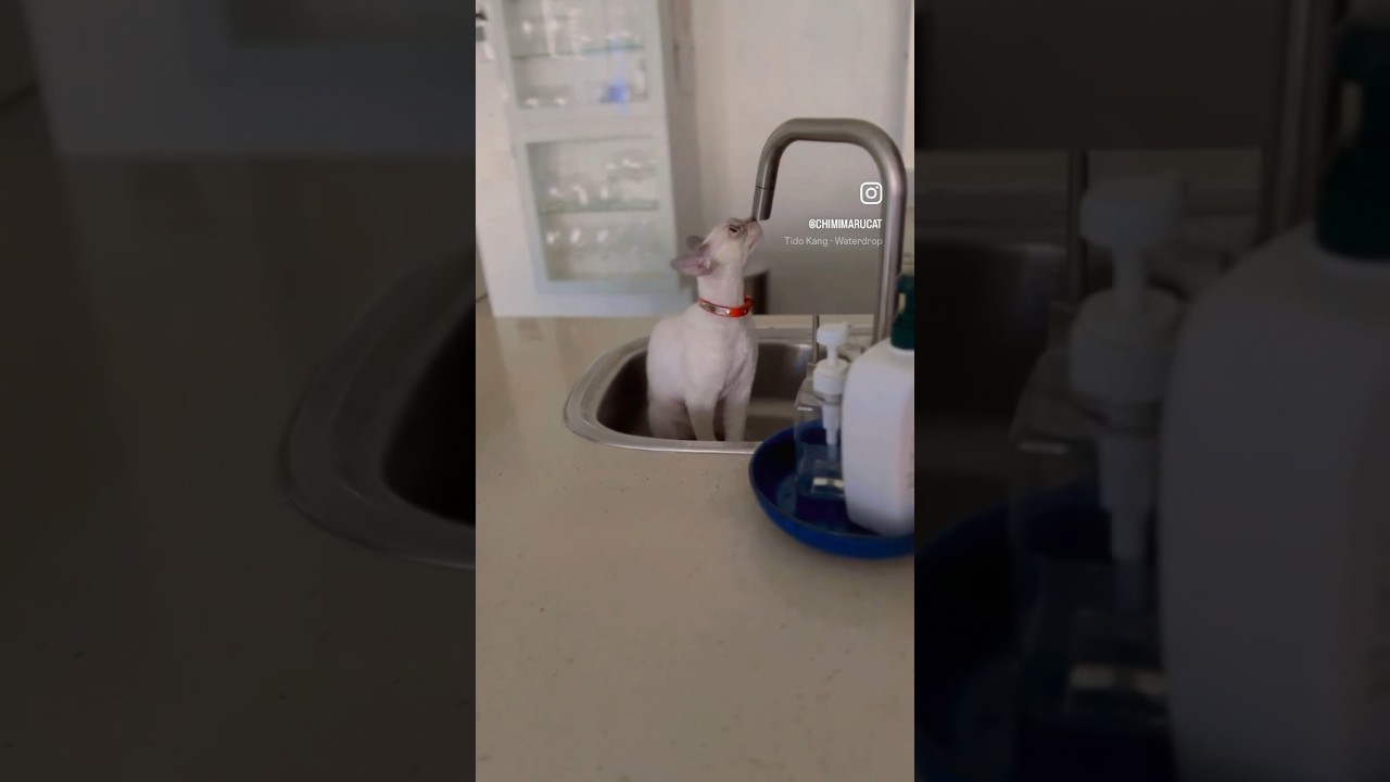 Devon Rex Cat - Chimi found a new favorite spot🩵 #cat #catlover #デボンレックス
