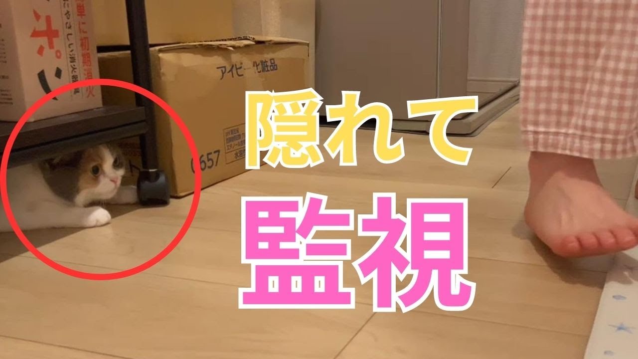 ツンデレストーカー子猫が構ってほしくて、ある作戦にでました
