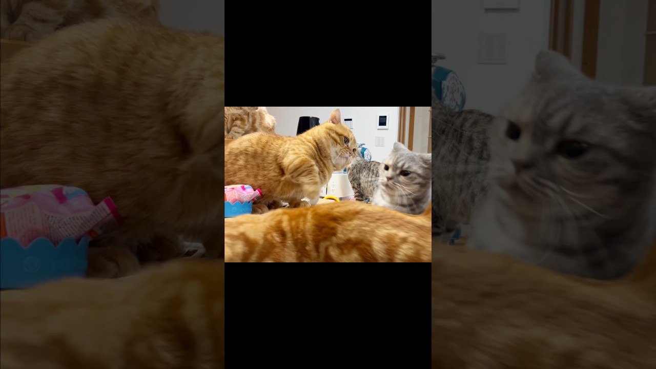 マンチカンのパンチはめちゃくちゃ連打しても当たらない #猫 #マンチカン #shorts