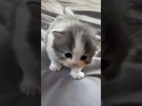 スコティッシュフォールド イケメンBOYS(∩´∀`∩)💕　毛色ブルー&ホワイト（ロング）