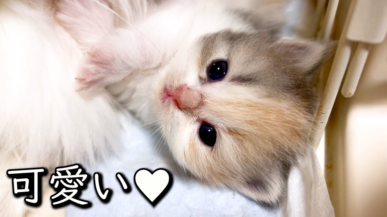 【マンチカンの子猫】子猫がシンプルに見てて可愛くて時が止まるｗｗｗ件 ∼猫のいる生活Vol.776~ 出産動画 マンチカン短足・ミヌエット・ペルシャ猫専門ブリーダー『ペット蔵人』【子猫の成長記録】