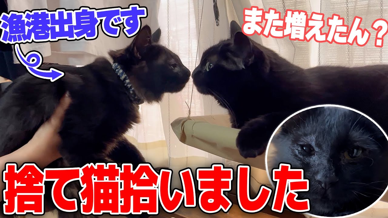 漁港に捨てられていた子猫を拾ったので黒猫だらけの実家につれてきた結果…【新猫登場】