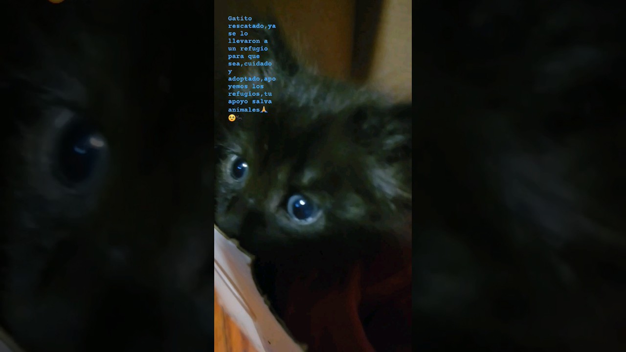 kitten   #gatos #kitten #save #pets #gatitos