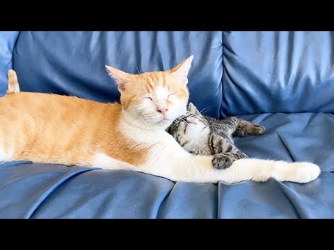 先住猫が好きすぎる保護子猫