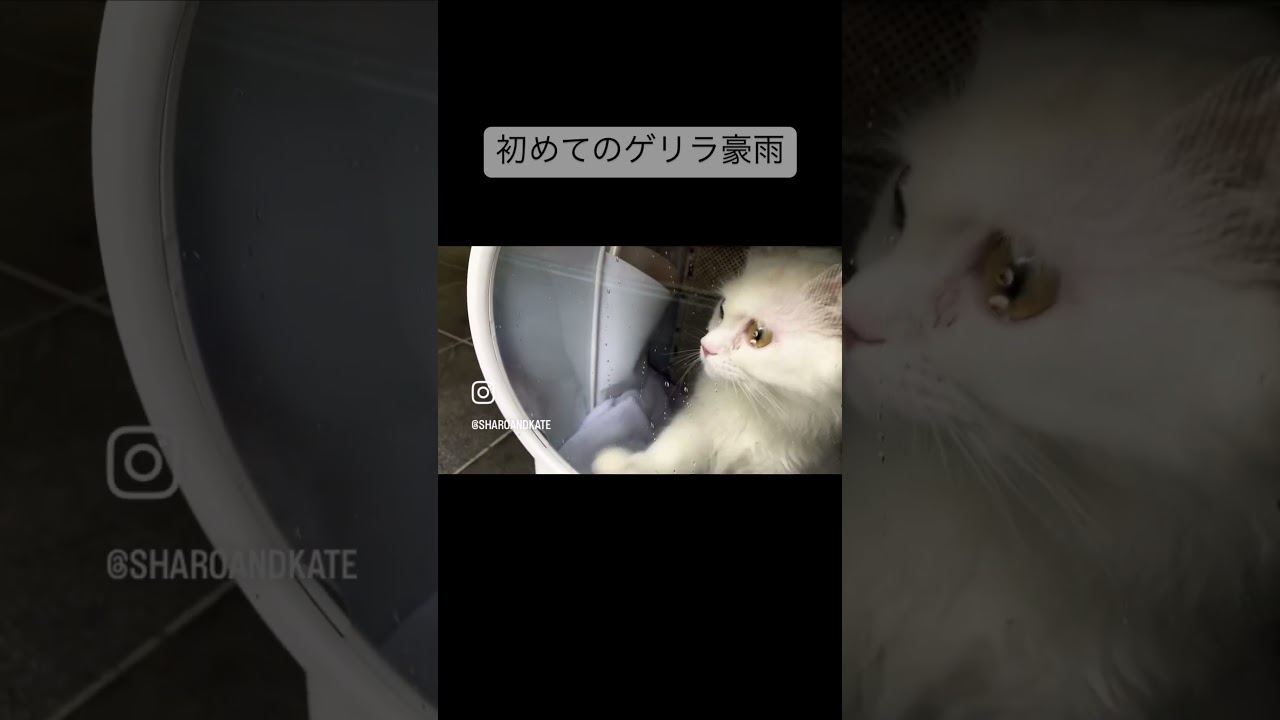 雨に興味津々 #cat #catbehavior #kitten #catcare #cute #mycat #cutekitty #ねこのいる生活 #キンカロー #アメリカンカール #マンチカン
