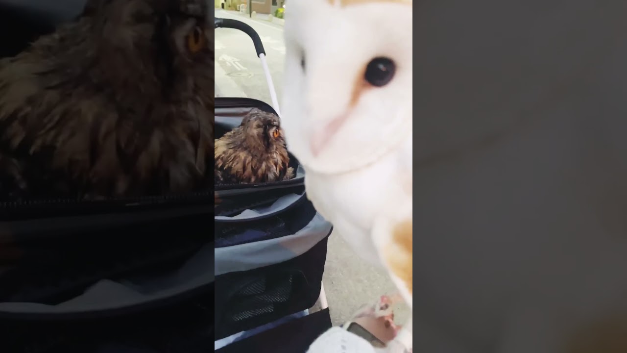 秋葉原はフクロウ同士が出会う街。卯月さん、ベンガルワシミミズクのフクちゃんに出会った❤️