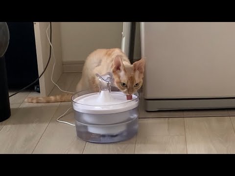デボンレックス猫は朝食後に水を飲むのが日課となっています(Devon Rex cat drinks water after breakfast every day)