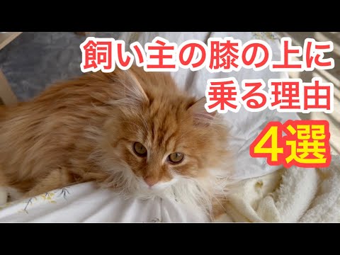 【猫が飼い主の膝の上に乗る理由4選】
