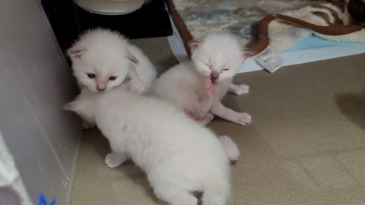 バーマンのベラとマリンの子猫
