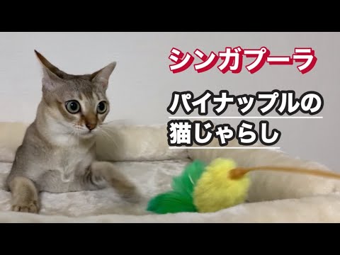 パイナップルの猫じゃらし　シンガプーラ