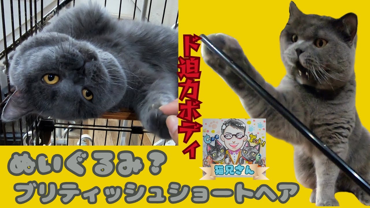 ビッグボディのブリティッシュショートヘア見た目はぬいぐるみでもおもちゃはド迫力（保護猫カフェ猫の木）十三駅 Big british shorthair is very powerful play