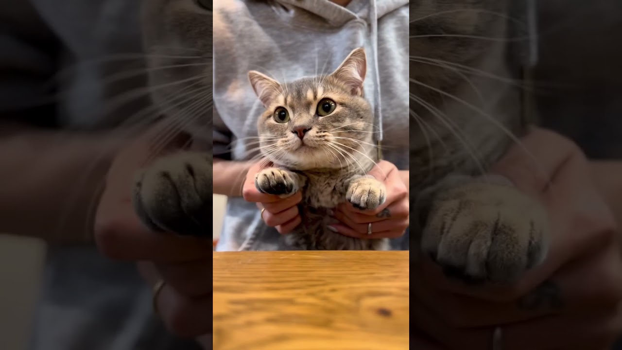 equallLIFE｜かわいい猫ちゃん動画🐈@shishamo_0219