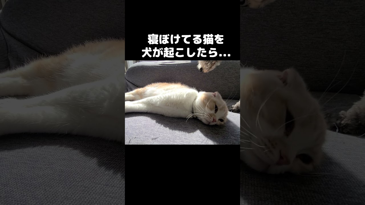 寝ぼけてる猫を犬が起こしたら#shorts